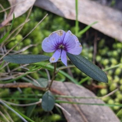 Hovea heterophylla (Common Hovea) at West Wodonga, VIC - 21 Aug 2022 by Darcy