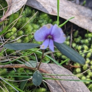 Hovea heterophylla at West Wodonga, VIC - 21 Aug 2022 12:38 PM