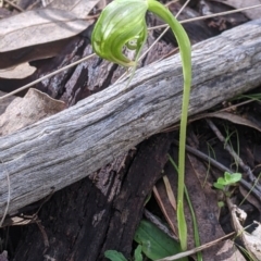 Pterostylis nutans (Nodding Greenhood) at Wodonga - 21 Aug 2022 by Darcy