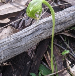 Pterostylis nutans at West Wodonga, VIC - suppressed