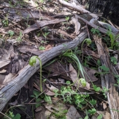Pterostylis nutans at West Wodonga, VIC - suppressed