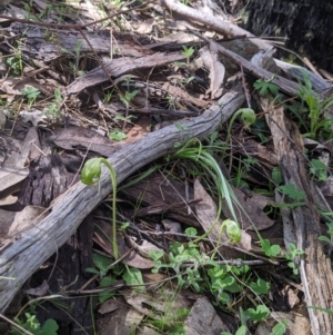 Pterostylis nutans at West Wodonga, VIC - suppressed