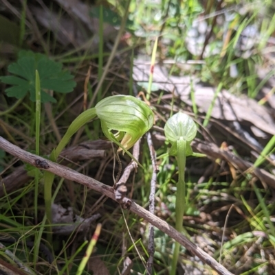 Pterostylis nutans (Nodding Greenhood) at Felltimber Creek NCR - 21 Aug 2022 by Darcy