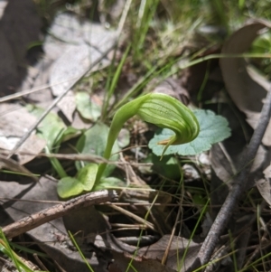 Pterostylis nutans at West Wodonga, VIC - suppressed