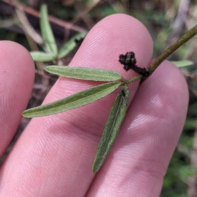 Glycine clandestina (Twining Glycine) at Felltimber Creek NCR - 21 Aug 2022 by Darcy