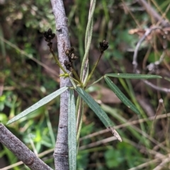 Glycine clandestina at West Wodonga, VIC - 21 Aug 2022 01:00 PM