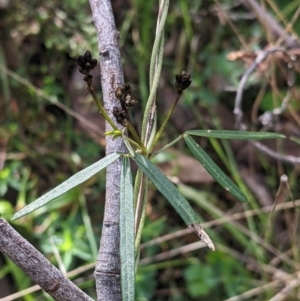 Glycine clandestina at West Wodonga, VIC - 21 Aug 2022 01:00 PM