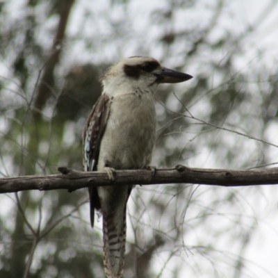 Dacelo novaeguineae (Laughing Kookaburra) at Mogo State Forest - 19 Dec 2021 by Birdy