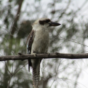 Dacelo novaeguineae at Mogo, NSW - 19 Dec 2021