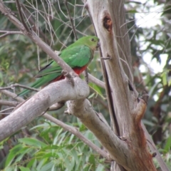 Alisterus scapularis (Australian King-Parrot) at Mogo, NSW - 19 Dec 2021 by Birdy