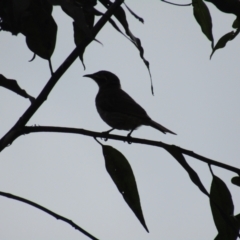 Meliphaga lewinii (Lewin's Honeyeater) at Mogo State Forest - 19 Dec 2021 by Amata