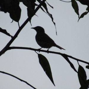 Meliphaga lewinii at Mogo, NSW - suppressed