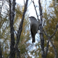 Pachycephala pectoralis (Golden Whistler) at Queanbeyan West, NSW - 21 Aug 2022 by SteveBorkowskis