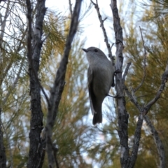 Pachycephala pectoralis (Golden Whistler) at Bicentennial Park - 21 Aug 2022 by Steve_Bok