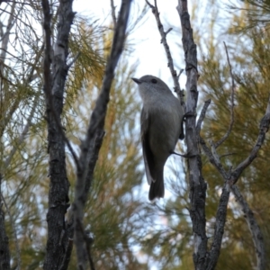 Pachycephala pectoralis at Queanbeyan West, NSW - 21 Aug 2022