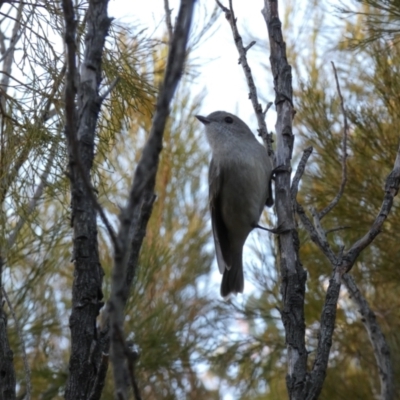 Pachycephala pectoralis (Golden Whistler) at Queanbeyan West, NSW - 21 Aug 2022 by SteveBorkowskis