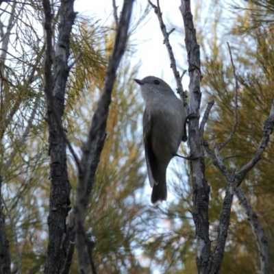 Pachycephala pectoralis (Golden Whistler) at Bicentennial Park - 21 Aug 2022 by Steve_Bok