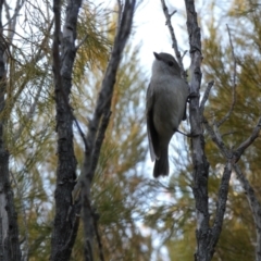 Pachycephala pectoralis at Queanbeyan West, NSW - 21 Aug 2022