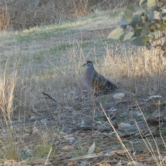Phaps chalcoptera (Common Bronzewing) at Bicentennial Park - 21 Aug 2022 by Steve_Bok