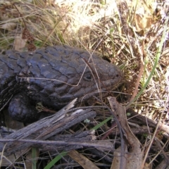 Tiliqua rugosa (Shingleback Lizard) at Pialligo, ACT - 21 Aug 2022 by MatthewFrawley