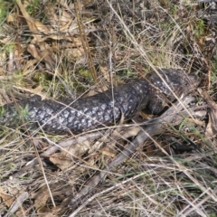 Tiliqua rugosa at Pialligo, ACT - 21 Aug 2022 11:51 AM