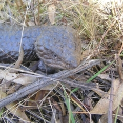 Tiliqua rugosa at Pialligo, ACT - 21 Aug 2022 11:51 AM