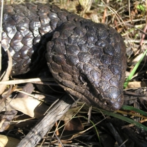 Tiliqua rugosa at Pialligo, ACT - 21 Aug 2022 11:51 AM