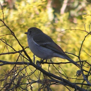 Pachycephala pectoralis at Kambah, ACT - 21 Aug 2022