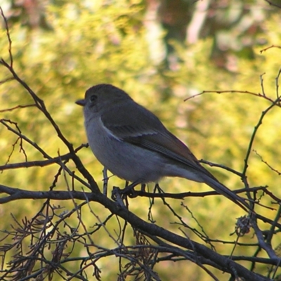 Pachycephala pectoralis (Golden Whistler) at Kambah, ACT - 21 Aug 2022 by MatthewFrawley