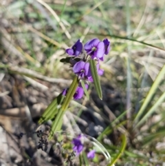 Hovea heterophylla (Common Hovea) at Kambah, ACT - 21 Aug 2022 by MatthewFrawley