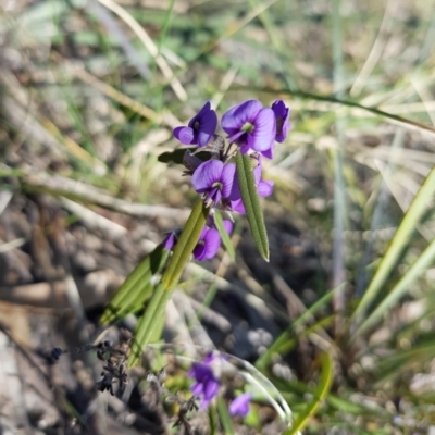 Hovea heterophylla (Common Hovea) at Mount Taylor - 21 Aug 2022 by MatthewFrawley