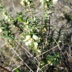 Melichrus urceolatus (Urn Heath) at Mount Taylor - 21 Aug 2022 by MatthewFrawley