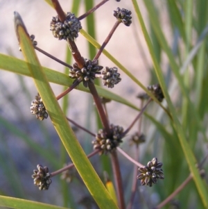 Lomandra multiflora at Kambah, ACT - 21 Aug 2022