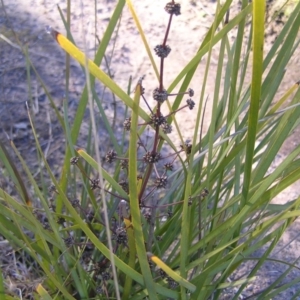 Lomandra multiflora at Kambah, ACT - 21 Aug 2022