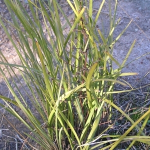 Lomandra multiflora at Kambah, ACT - 21 Aug 2022
