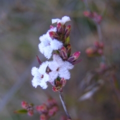 Leucopogon virgatus (Common Beard-heath) at Kambah, ACT - 21 Aug 2022 by MatthewFrawley