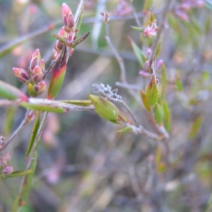Leucopogon virgatus at Kambah, ACT - 21 Aug 2022