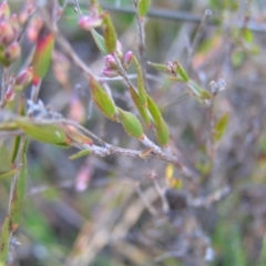 Leucopogon virgatus at Kambah, ACT - 21 Aug 2022 03:48 PM