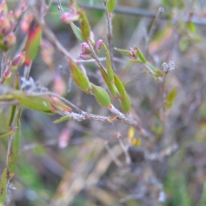 Leucopogon virgatus at Kambah, ACT - 21 Aug 2022