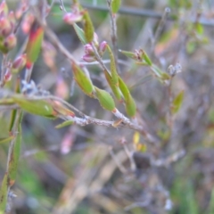 Leucopogon virgatus at Kambah, ACT - 21 Aug 2022