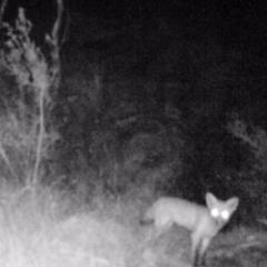 Vulpes vulpes (Red Fox) at Kambah, ACT - 27 Mar 2022 by MountTaylorParkcareGroup