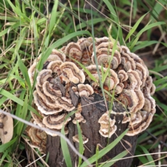 Trametes versicolor (Turkey Tail) at Dryandra St Woodland - 19 Aug 2022 by ConBoekel