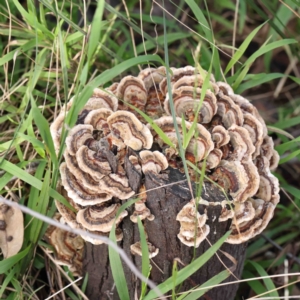 Trametes versicolor at O'Connor, ACT - 20 Aug 2022