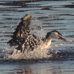 Microcarbo melanoleucos (Little Pied Cormorant) at Merimbula, NSW - 19 Jul 2020 by michaelb