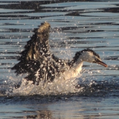 Microcarbo melanoleucos (Little Pied Cormorant) at Merimbula, NSW - 19 Jul 2020 by michaelb