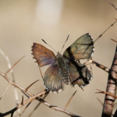 Paralucia spinifera (Bathurst or Purple Copper Butterfly) at Namadgi National Park - 21 Aug 2022 by DPRees125