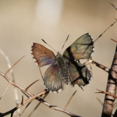 Paralucia spinifera (Bathurst or Purple Copper Butterfly) at Rendezvous Creek, ACT - 21 Aug 2022 by DPRees125