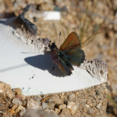 Paralucia spinifera (Bathurst or Purple Copper Butterfly) at Namadgi National Park - 21 Aug 2022 by DPRees125