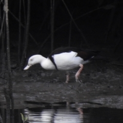 Radjah radjah (Radjah Shelduck) at Mowbray, QLD - 6 Aug 2022 by GlossyGal