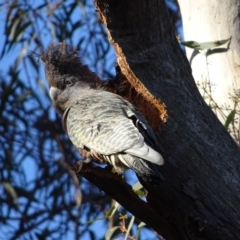 Callocephalon fimbriatum (Gang-gang Cockatoo) at O'Malley, ACT - 21 Aug 2022 by Mike